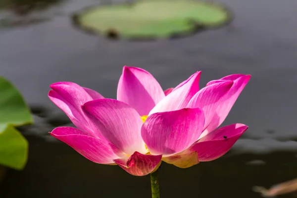 Deze Prachtige Waterlelie Lotusbloem Wordt Gecomplimenteerd Door Rijke Kleuren Verzadigde — Stockfoto