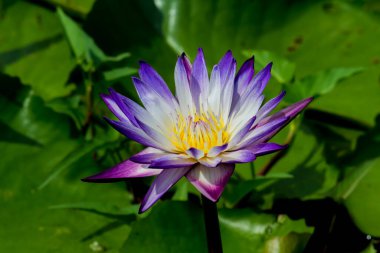 Bu güzel nilüfer çiçeği ya da nilüfer çiçeği zengin renkler tarafından iltifat edilir. Doymuş renkler ve canlı detaylar bunu neredeyse gerçeküstü bir görüntü yapar..