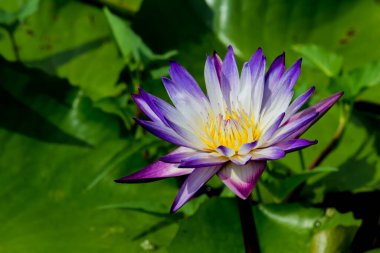 Bu güzel nilüfer çiçeği ya da nilüfer çiçeği zengin renkler tarafından iltifat edilir. Doymuş renkler ve canlı detaylar bunu neredeyse gerçeküstü bir görüntü yapar..