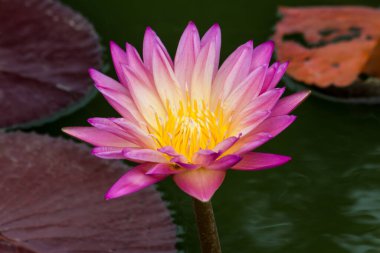 Bu güzel nilüfer çiçeği ya da nilüfer çiçeği zengin renkler tarafından iltifat edilir. Doymuş renkler ve canlı detaylar bunu neredeyse gerçeküstü bir görüntü yapar..