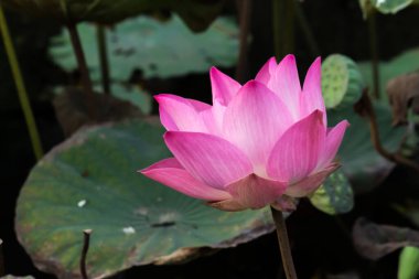 Bu güzel nilüfer çiçeği ya da nilüfer çiçeği zengin renkler tarafından iltifat edilir. Doymuş renkler ve canlı detaylar bunu neredeyse gerçeküstü bir görüntü yapar..