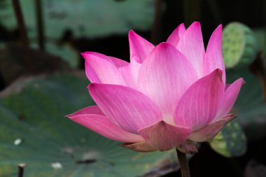 Bu güzel nilüfer çiçeği ya da nilüfer çiçeği zengin renkler tarafından iltifat edilir. Doymuş renkler ve canlı detaylar bunu neredeyse gerçeküstü bir görüntü yapar..