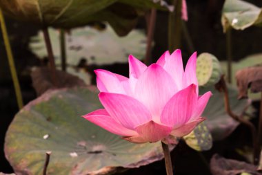 Bu güzel nilüfer çiçeği ya da nilüfer çiçeği zengin renkler tarafından iltifat edilir. Doymuş renkler ve canlı detaylar bunu neredeyse gerçeküstü bir görüntü yapar..