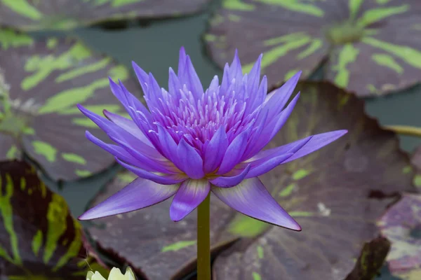 Cette Belle Fleur Nénuphar Lotus Est Complétée Par Des Couleurs — Photo