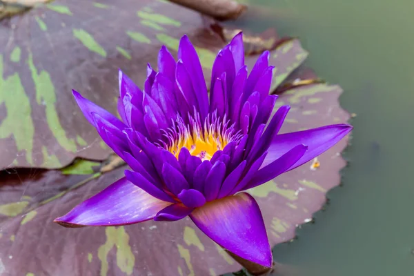Красива Квітка Лілії Або Лотоса Поєднується Багатими Кольорами Насичені Кольори — стокове фото