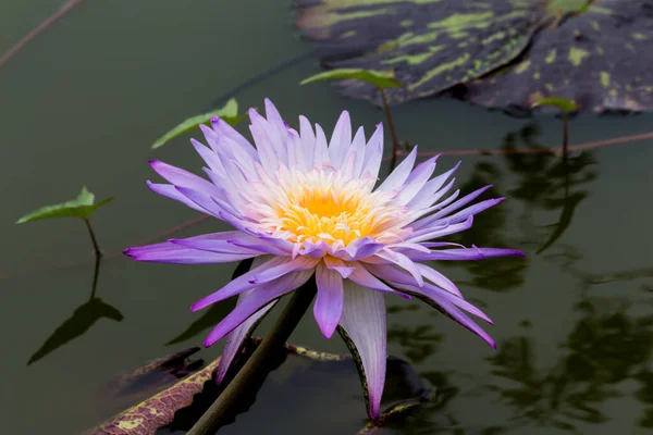 Beautiful Waterlily Lotus Flower Complimented Rich Colors Saturated Colors Vibrant — Stock Photo, Image