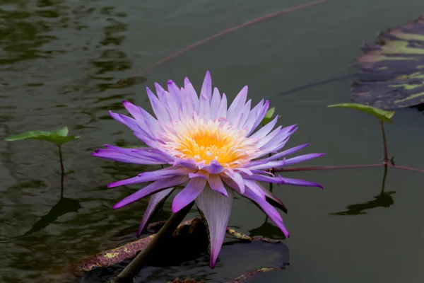 Denna Vackra Vattenlilja Eller Lotusblomma Kompletteras Rika Färgerna Mättade Färger — Stockfoto