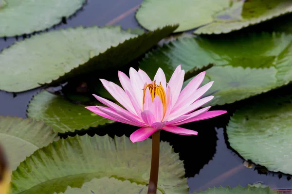 Esta Bela Flor Lírio Lótus Complementada Pelas Cores Ricas Cores — Fotografia de Stock