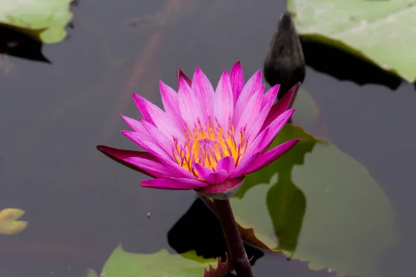 Denna Vackra Vattenlilja Eller Lotusblomma Kompletteras Rika Färgerna Mättade Färger — Stockfoto