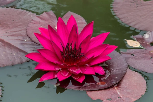 Esta Bela Flor Lírio Lótus Complementada Pelas Cores Ricas Cores — Fotografia de Stock