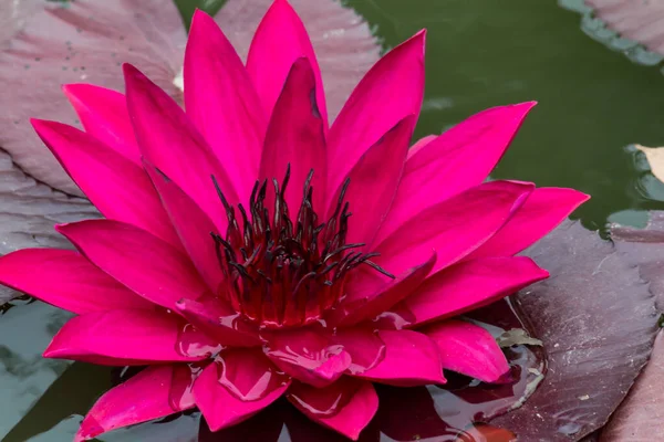 Esta Hermosa Flor Lirio Loto Complementa Con Los Ricos Colores —  Fotos de Stock