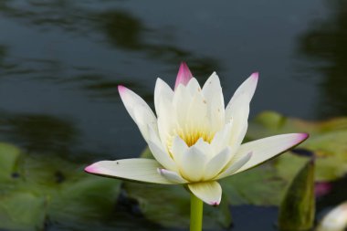 Bu güzel nilüfer çiçeği ya da nilüfer çiçeği zengin renkler tarafından iltifat edilir. Doymuş renkler ve canlı detaylar bunu neredeyse gerçeküstü bir görüntü yapar..