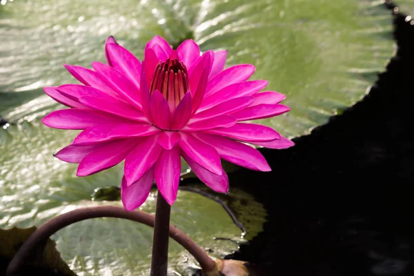 Красива Квітка Лілії Або Лотоса Поєднується Багатими Кольорами Насичені Кольори — стокове фото