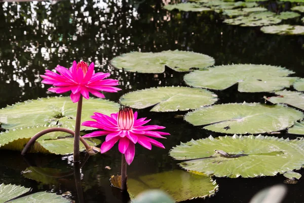 Denne Smukke Vandlilje Eller Lotusblomst Komplimenteret Rige Farver Mættede Farver - Stock-foto