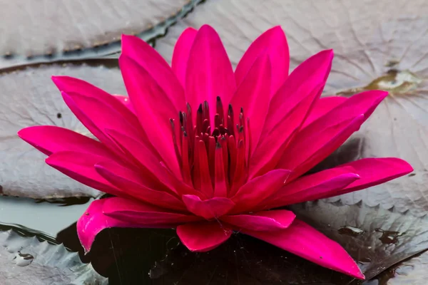 Beautiful Waterlily Lotus Flower Complimented Rich Colors Saturated Colors Vibrant — Stock Photo, Image