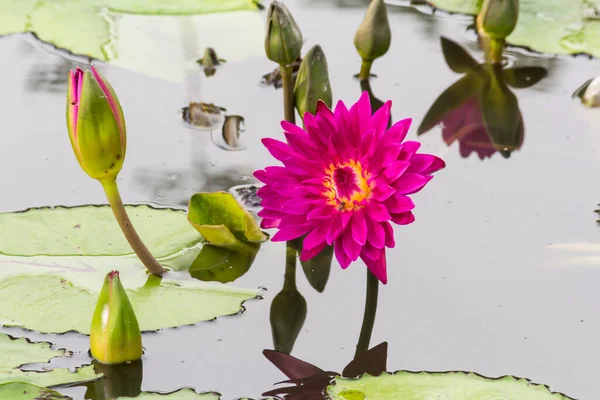 Esta Bela Flor Lírio Lótus Complementada Pelas Cores Ricas Cores — Fotografia de Stock