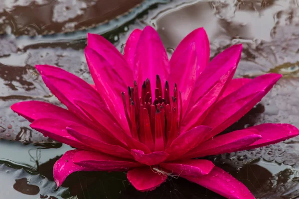 Güzel Nilüfer Çiçeği Nilüfer Çiçeği Zengin Renkler Tarafından Iltifat Edilir — Stok fotoğraf