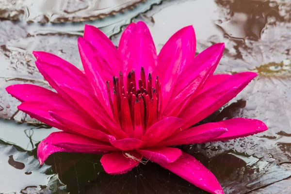Αυτό Όμορφο Νούφαρο Λουλούδι Λωτού Συμπληρώνεται Από Πλούσια Χρώματα Κορεσμένα — Φωτογραφία Αρχείου