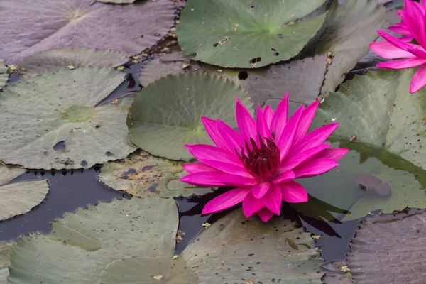 Красивый Водянистый Лотосный Цветок Дополнен Богатыми Цветами Насыщенные Цвета Яркие — стоковое фото