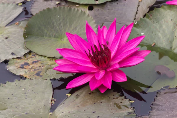 Beautiful Waterlily Lotus Flower Complimented Rich Colors Saturated Colors Vibrant — Stock Photo, Image