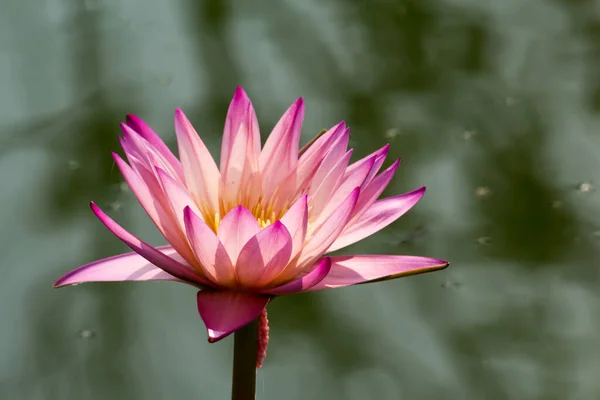 Deze Prachtige Waterlelie Lotusbloem Wordt Gecomplimenteerd Door Rijke Kleuren Verzadigde — Stockfoto