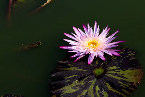 Beautiful Waterlily Lotus Flower Complimented Rich Colors Saturated Colors Vibrant — Stock Photo, Image