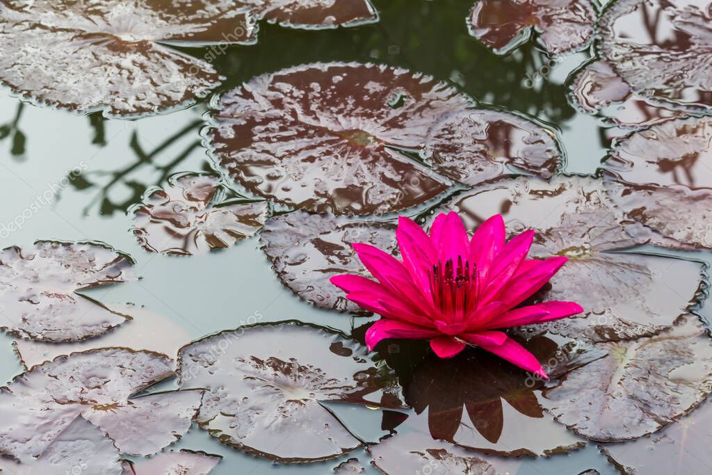 This beautiful waterlily or lotus flower is complimented by the rich colors. Saturated colors and vibrant detail make this an almost surreal image.