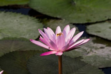 Nilüfer çiçeği ya da nilüfer çiçeği kamu bahçelerinde.