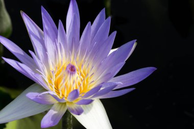 Nilüfer çiçeği ya da nilüfer çiçeği kamu bahçelerinde.