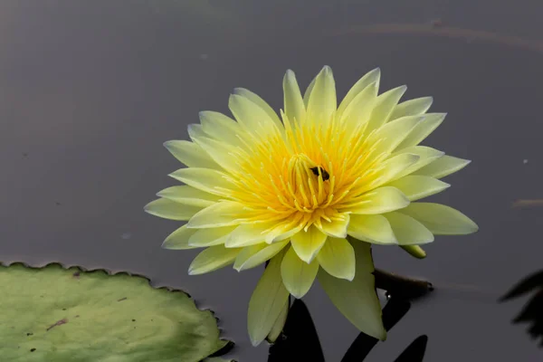 Flor Lótus Florescente Lírio Água Jardins Públicos — Fotografia de Stock