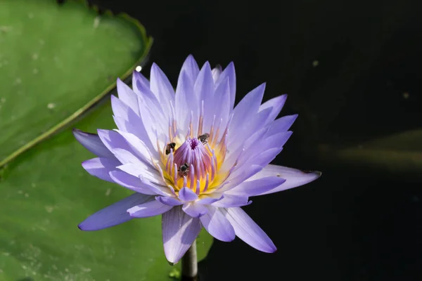 Fioritura Fiore Loto Ninfee Nei Giardini Pubblici — Foto Stock