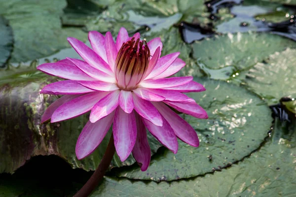 Blühende Lotusblume Oder Seerose Öffentlichen Gärten — Stockfoto