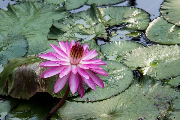 Цветущие Цветы Лотоса Водяные Лилии Общественных Садах — стоковое фото
