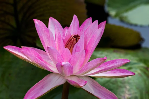 Fleurs Lotus Nénuphars Fleuris Dans Les Jardins Publics — Photo