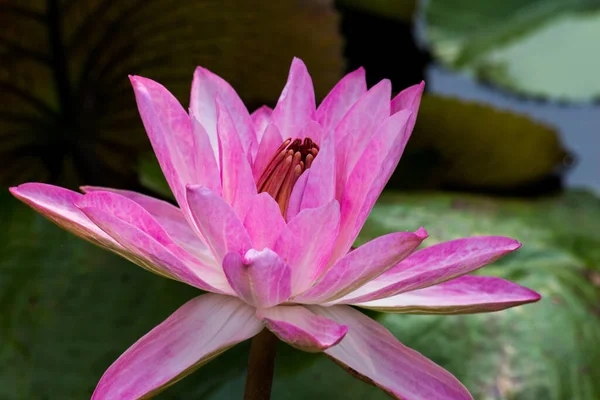 Flor Flor Loto Lirio Agua Jardines Públicos —  Fotos de Stock