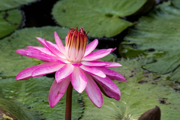 Blühende Lotusblume Oder Seerose Öffentlichen Gärten — Stockfoto