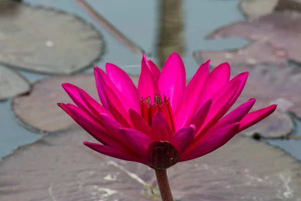 Blooming Lotus Flower Water Lily Public Gardens — Stock Photo, Image