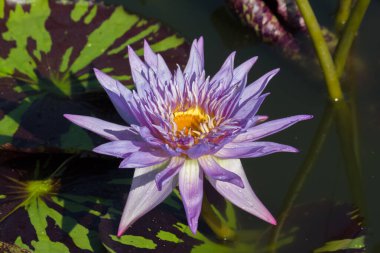 Nilüfer çiçeği ya da nilüfer çiçeği kamu bahçelerinde.