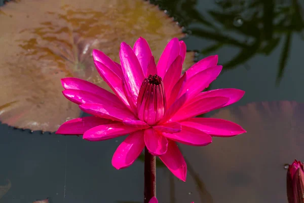 Blühende Lotusblume Oder Seerose Öffentlichen Gärten — Stockfoto