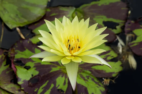 Flor Lótus Florescente Lírio Água Jardins Públicos — Fotografia de Stock