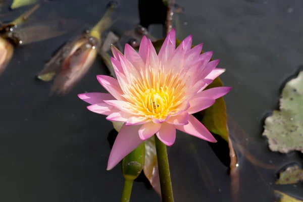 莲花或百合花在公共花园盛开 — 图库照片