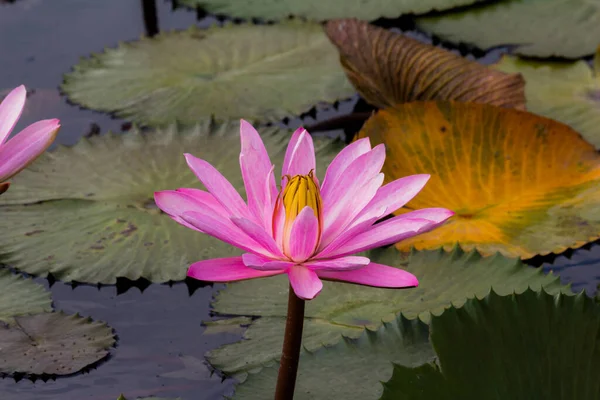 Blooming Lotus Flower Water Lily Public Gardens — Stock Photo, Image