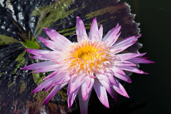 Blooming Lotus Flower Water Lily Public Gardens — Stock Photo, Image