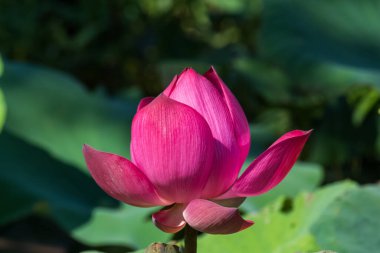 Nilüfer çiçeği ya da nilüfer çiçeği kamu bahçelerinde.