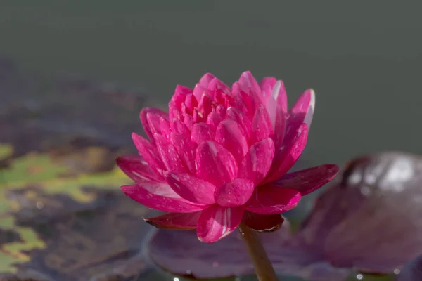 Blommande Lotus Blomma Eller Näckros Offentliga Trädgårdar — Stockfoto
