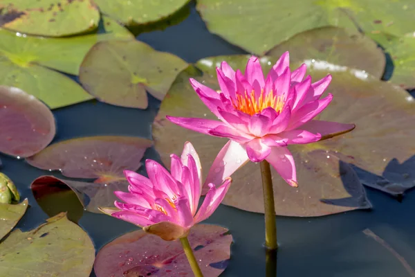 Blooming Lotus Flower Water Lily Public Gardens — Stock Photo, Image
