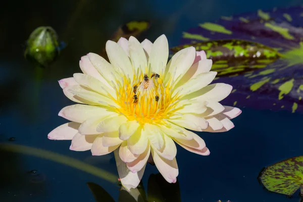 Цветущие Цветы Лотоса Водяные Лилии Общественных Садах — стоковое фото