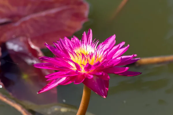 Blooming Lotus Flower Water Lily Public Gardens — Stock Photo, Image