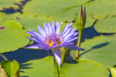 Nilüfer çiçeği ya da nilüfer çiçeği kamu bahçelerinde.