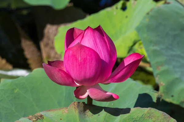 Blooming Lotus Flower Water Lily Public Gardens — Stock Photo, Image